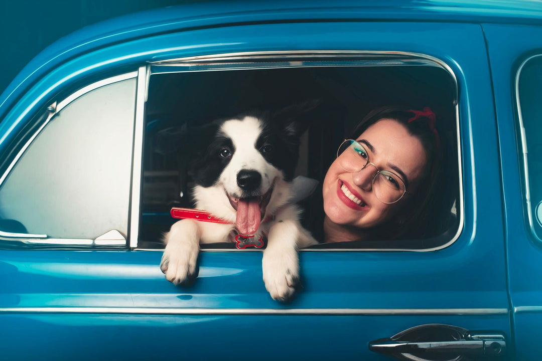 Road Trip Ready: How to Organize Your Car for Traveling With Pets