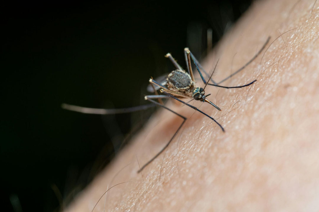Top Mosquito Killer Machines for Home and Outdoor Use: Safe and Effective Solutions