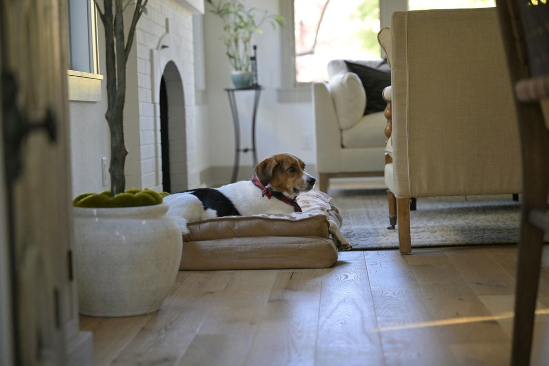How to Create a Cozy Space for Your Pet at Home
