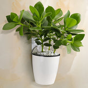 wall-mounted hydroponic flowerpot - MRSLM