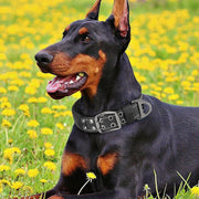 adjustable tactical nylon dog collar - MRSLM