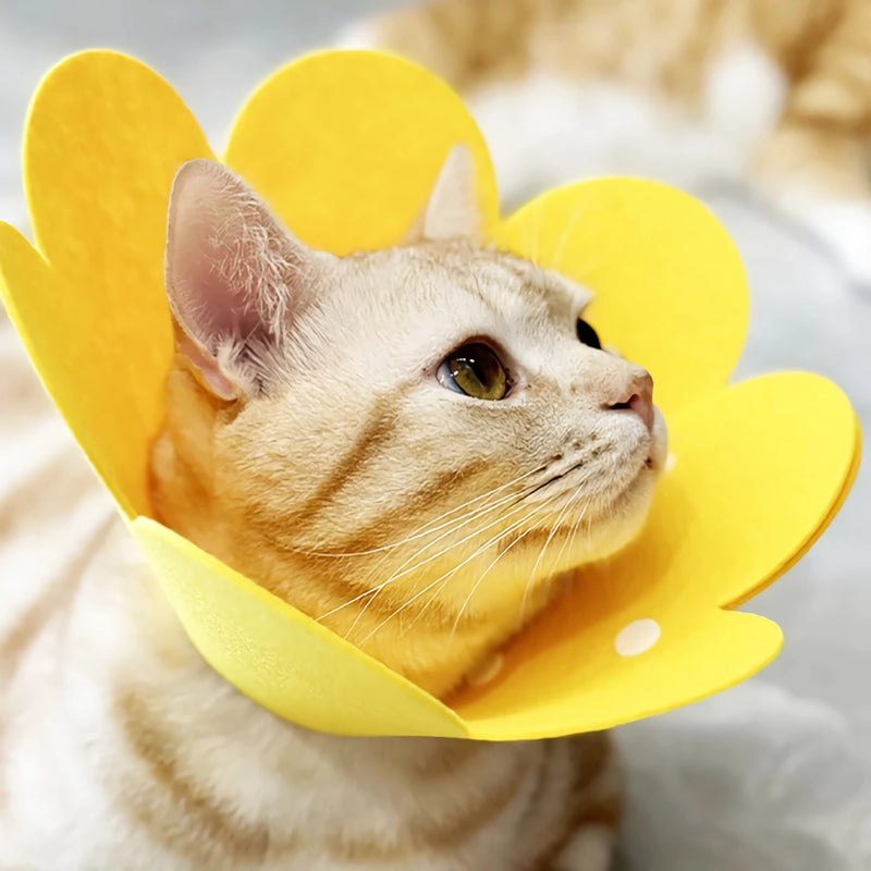 flower pet collar - MRSLM