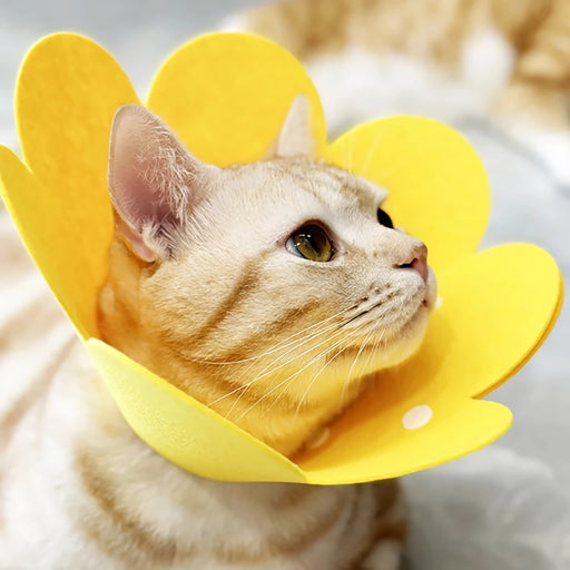 flower pet collar - MRSLM