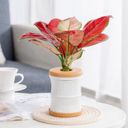 mini hydroponic flower pot, view 7 - MRSLM
