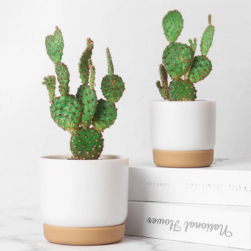 double-layer self-watering succulent plant pot - MRSLM