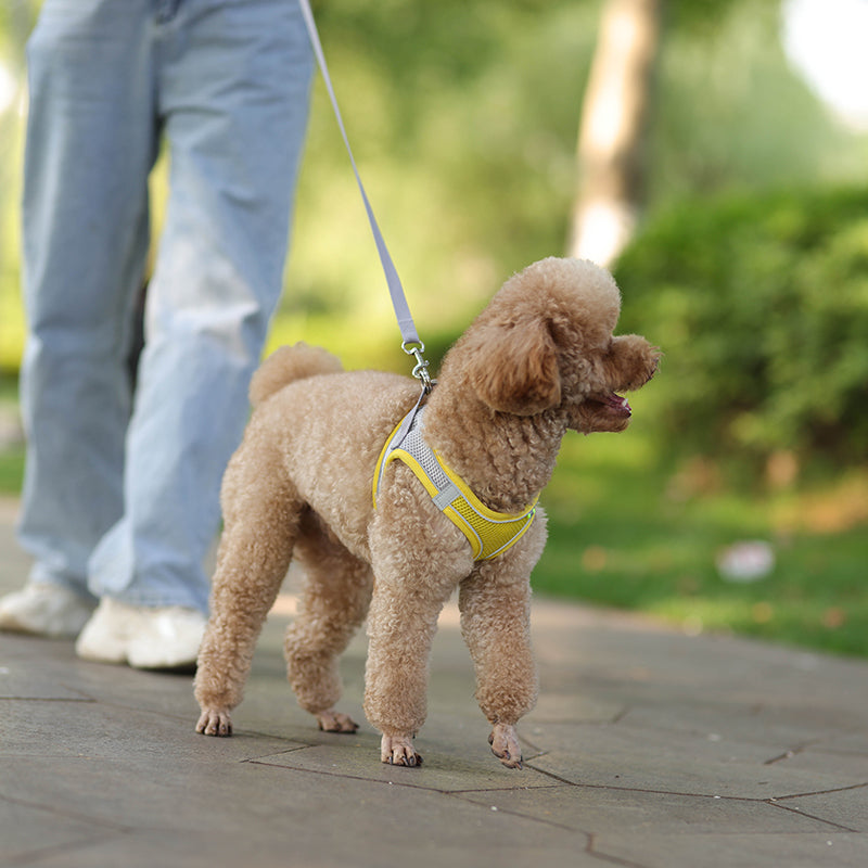 Adjustable Summer Mesh Harness and Leash Set for Small Dogs and Cats