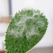 Durian cat toy scratch comb, view 5 - MRSLM