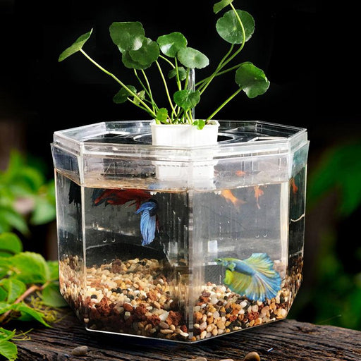 Desktop betta fish tank - MRSLM