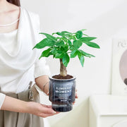 self-watering transparent succulent planter, view 7 - MRSLM