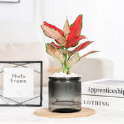 transparent self-watering succulent planter, view 2 - MRSLM