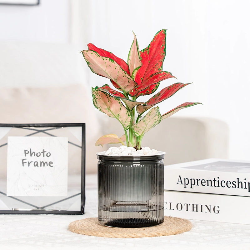 transparent self-watering succulent planter, view 2 - MRSLM