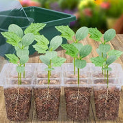 12-hole seed starter tray with cover, view 7 - MRSLM