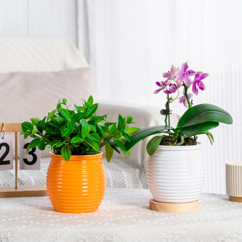 self-watering succulent flower vase - MRSLM