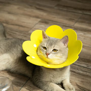 flower pet collar, view 5 - MRSLM