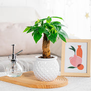 self-watering succulent pot with fish tank, view 6 - MRSLM