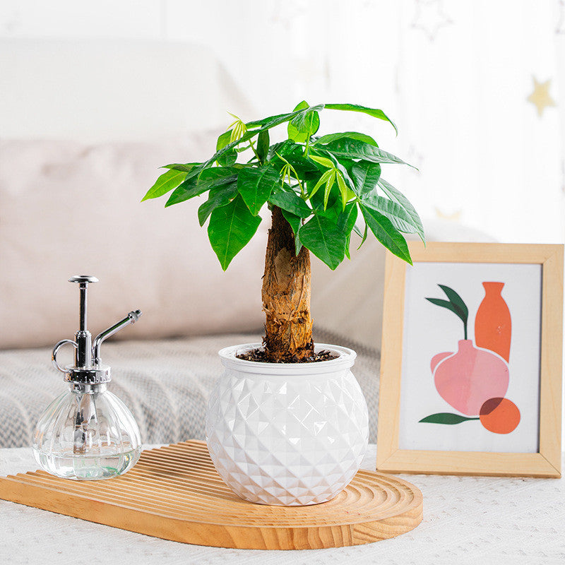 self-watering succulent pot with fish tank, view 6 - MRSLM