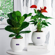 handmade self-watering planter - MRSLM