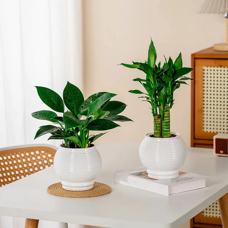 self-watering succulent planter, view 3 - MRSLM