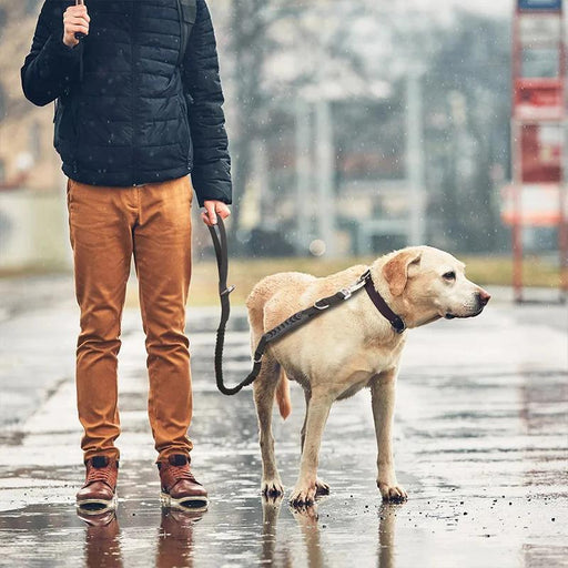 reflective bungee dog leash - MRSLM