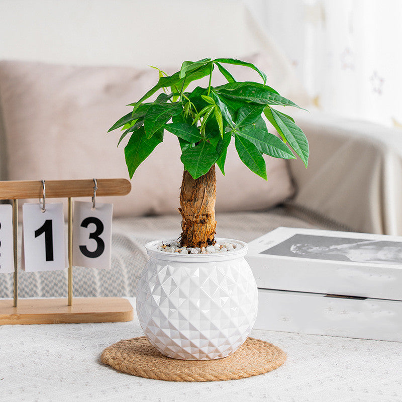 self-watering succulent pot with fish tank, view 5 - MRSLM