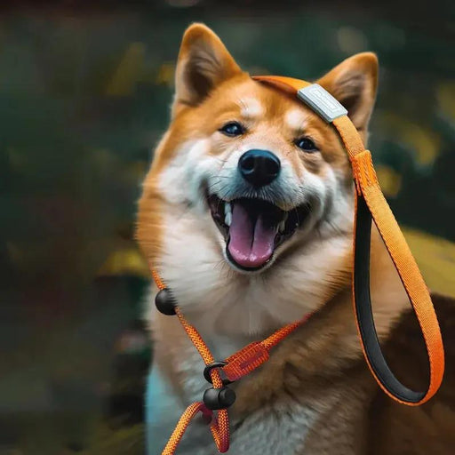 adjustable slip lead dog leash - MRSLM