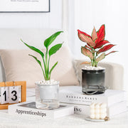 transparent self-watering succulent planter, view 4 - MRSLM