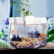 Desktop betta fish tank, view 6 - MRSLM