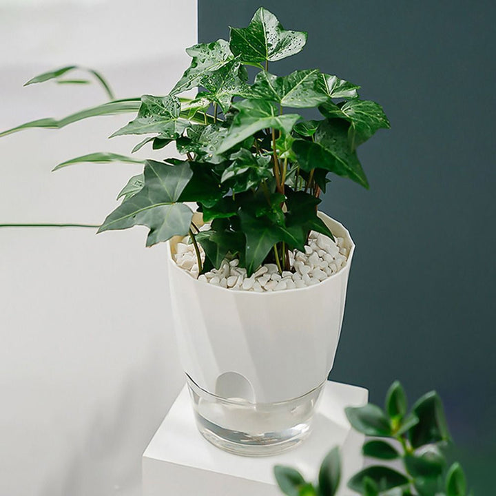 Efficient Self-Watering Transparent Planter