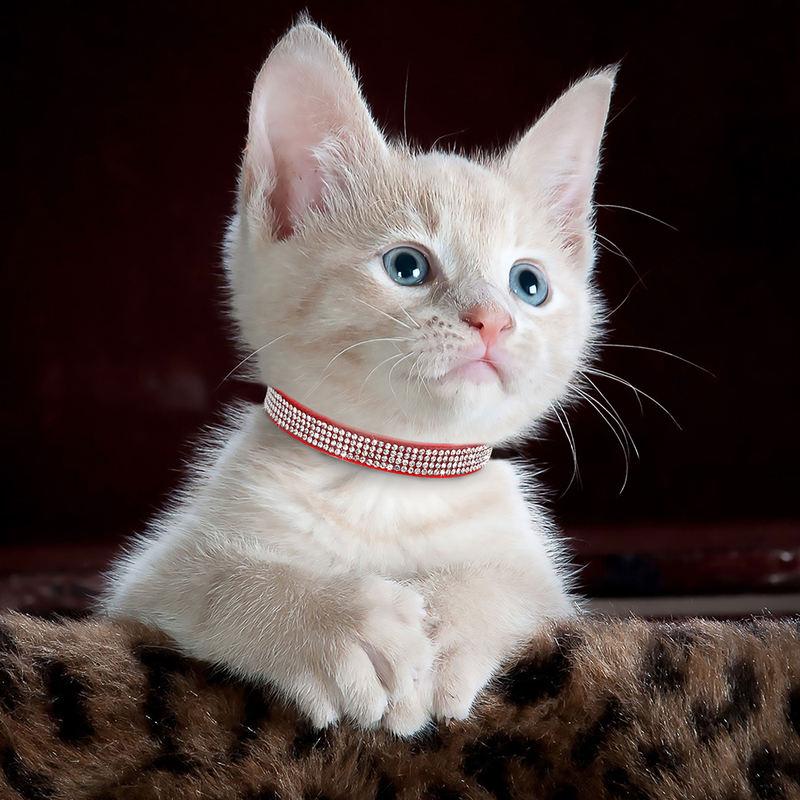 soft suede rhinestone cat collar - MRSLM