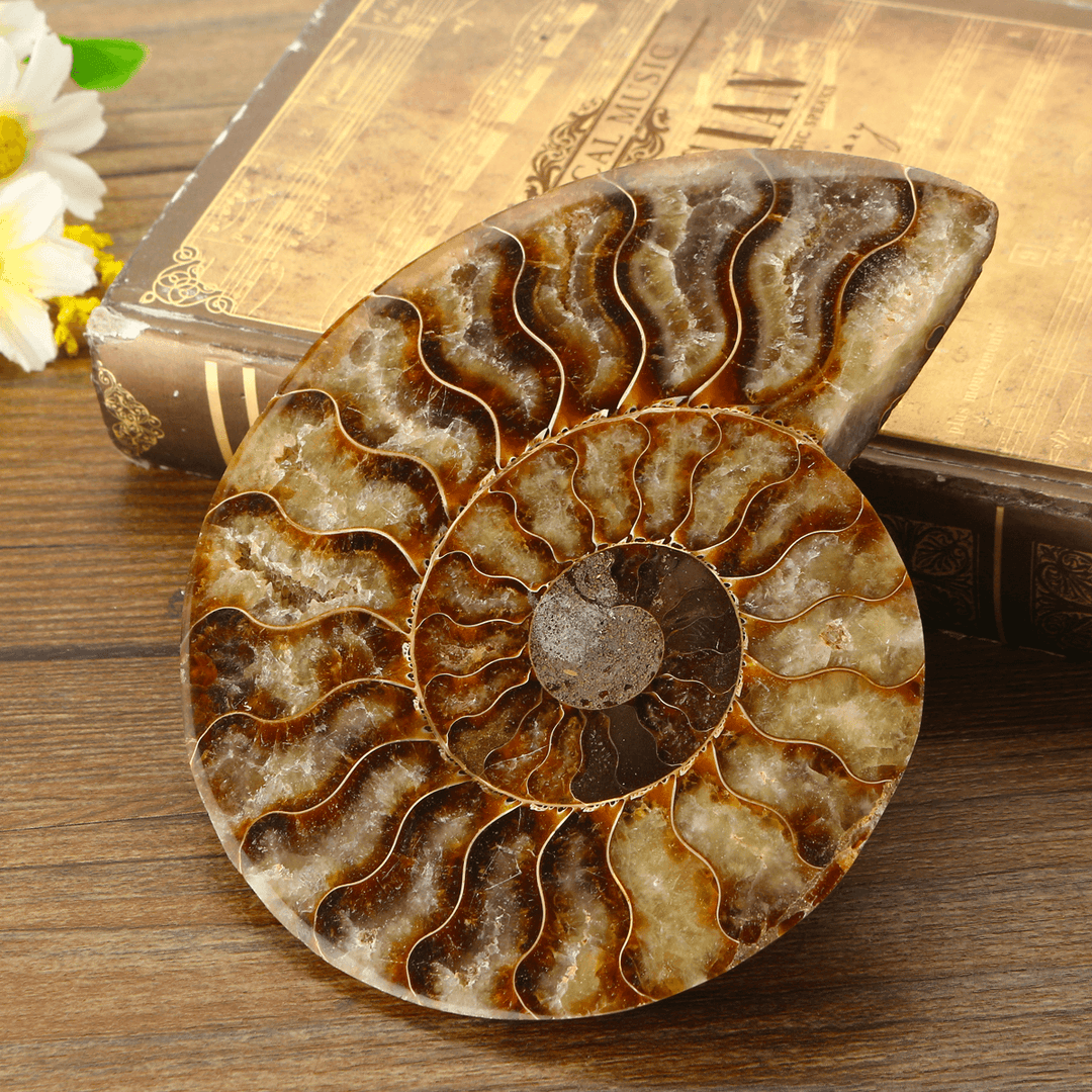 13Cm Large Natural Ammonite Fossil Sea Conch Crystal Specimen Decorations - MRSLM
