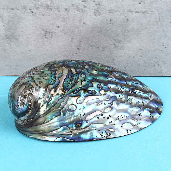 Natural Fine Polished Abalone Shell Seashells Conch 10-12Cm Home Fish Tank Decorations - MRSLM