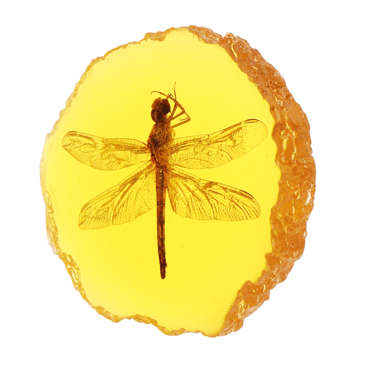 Amber Fossil Insects Dragonfly Manual Polishing Insect Specimen Pendant Craft Decorations - MRSLM