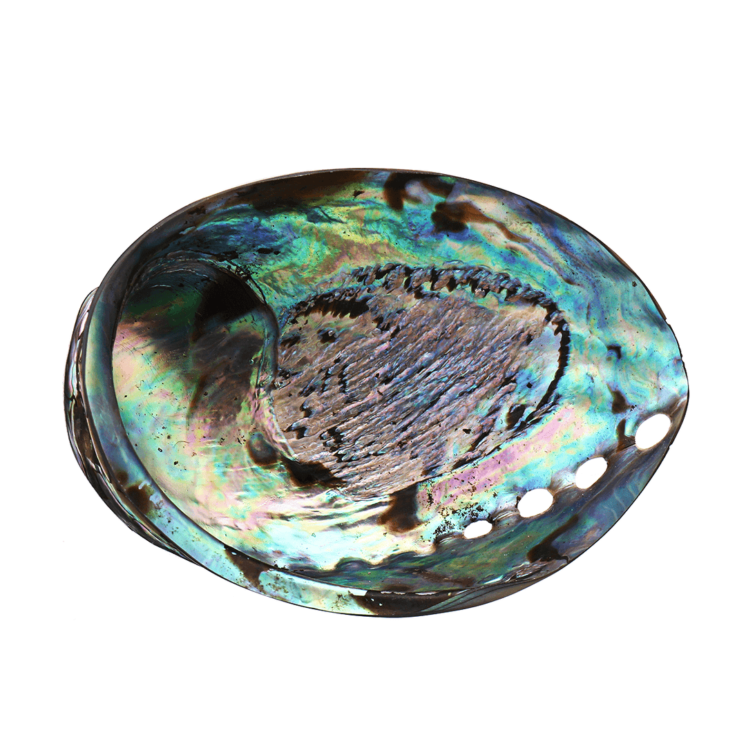 Natural Fine Polished Abalone Shell Seashells Conch 10-12Cm Home Fish Tank Decorations - MRSLM